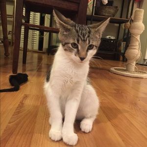 Meet your Posher, Antonia